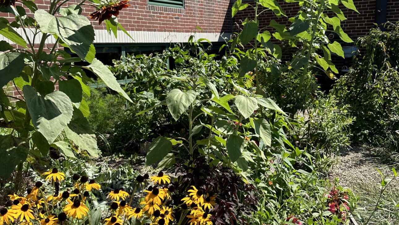 A garden with tall sunflowers, yellow coneflowers, and various green plants is set against a brick building background.